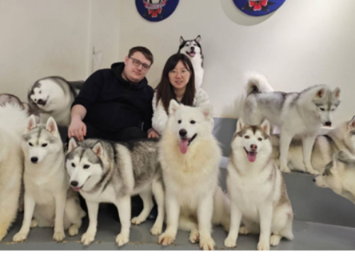 Exploring the Unconventional: Husky Petting Restaurant in Shanghai